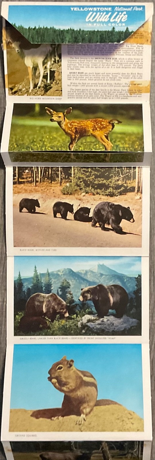 Yellowstone National Park Wild Life in Full Color Vintage set photos