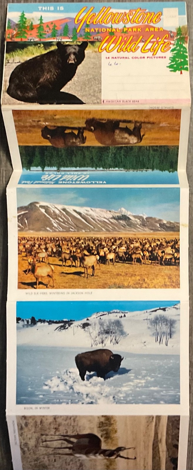 Yellowstone National Park Wild Life in Full Color Vintage set photos