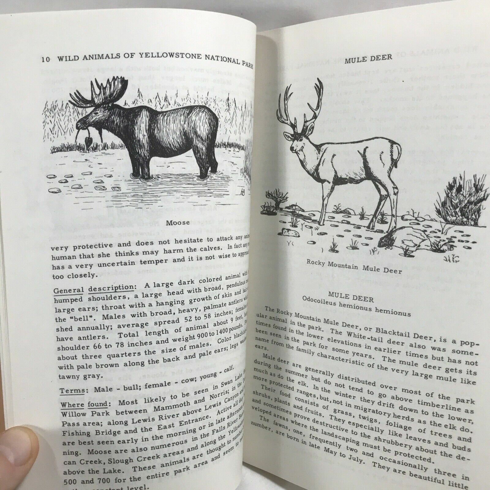 1952 WILD ANIMALS OF YELLOWSTONE NATIONAL PARK by Harold J. Brodrick Booklet
