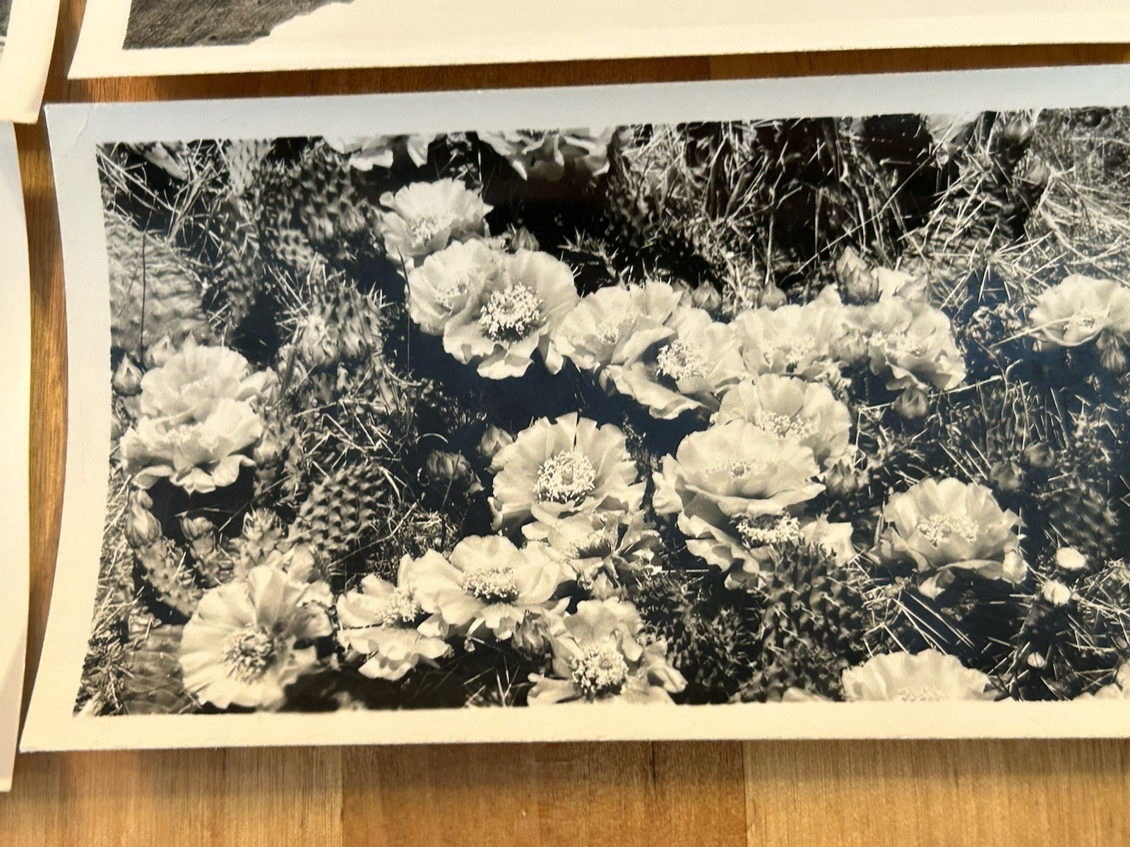 VTG 30s BAD LANDS National Monument Canedy’s Camera Shop 16 Photo Print Envelope
