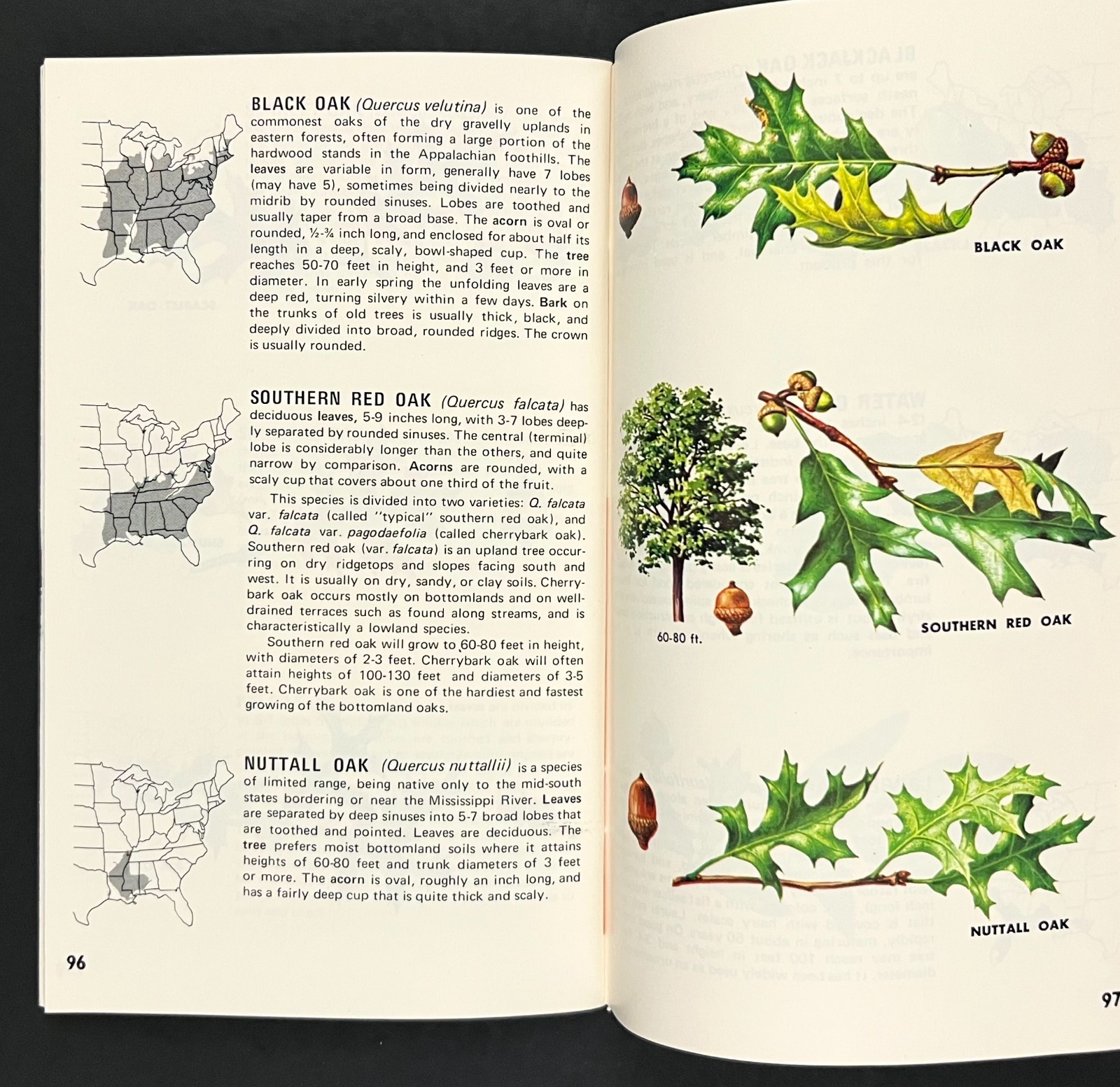 1979 USDA Eastern Forests Important Trees Nature Guide Vintage Travel Booklet