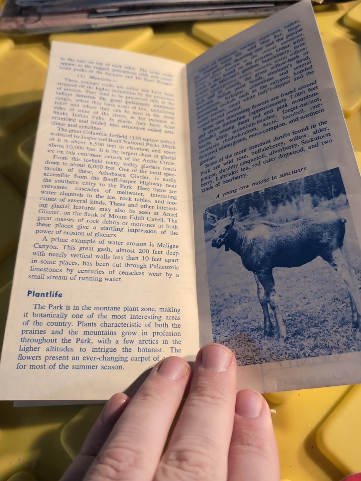 1964 Jasper National Park Vintage Brochure – Alberta Canada