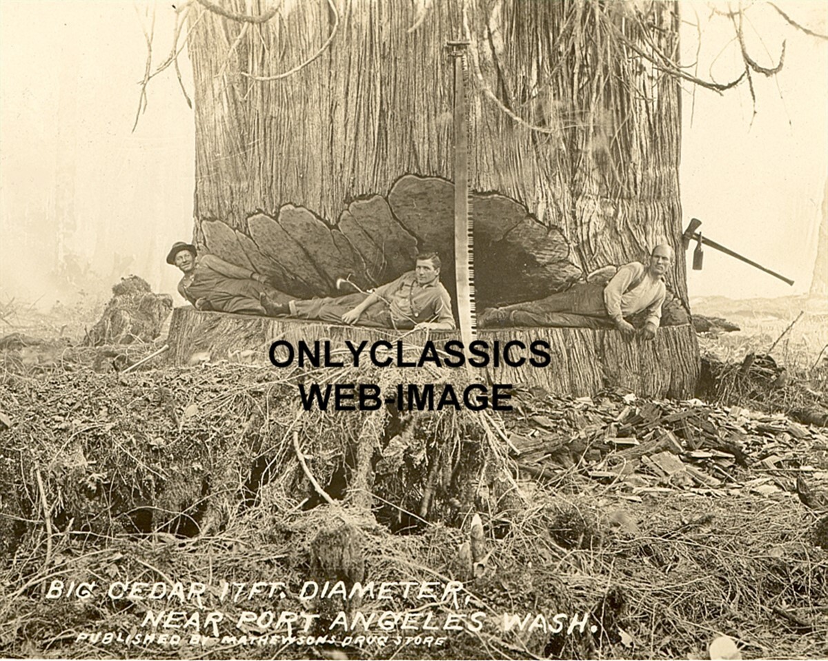 1906 PORT ANGELES WASHINGTON LUMBERJACK MEN 17 FOOT SEQUOIA 8X10 PHOTO AMERICANA