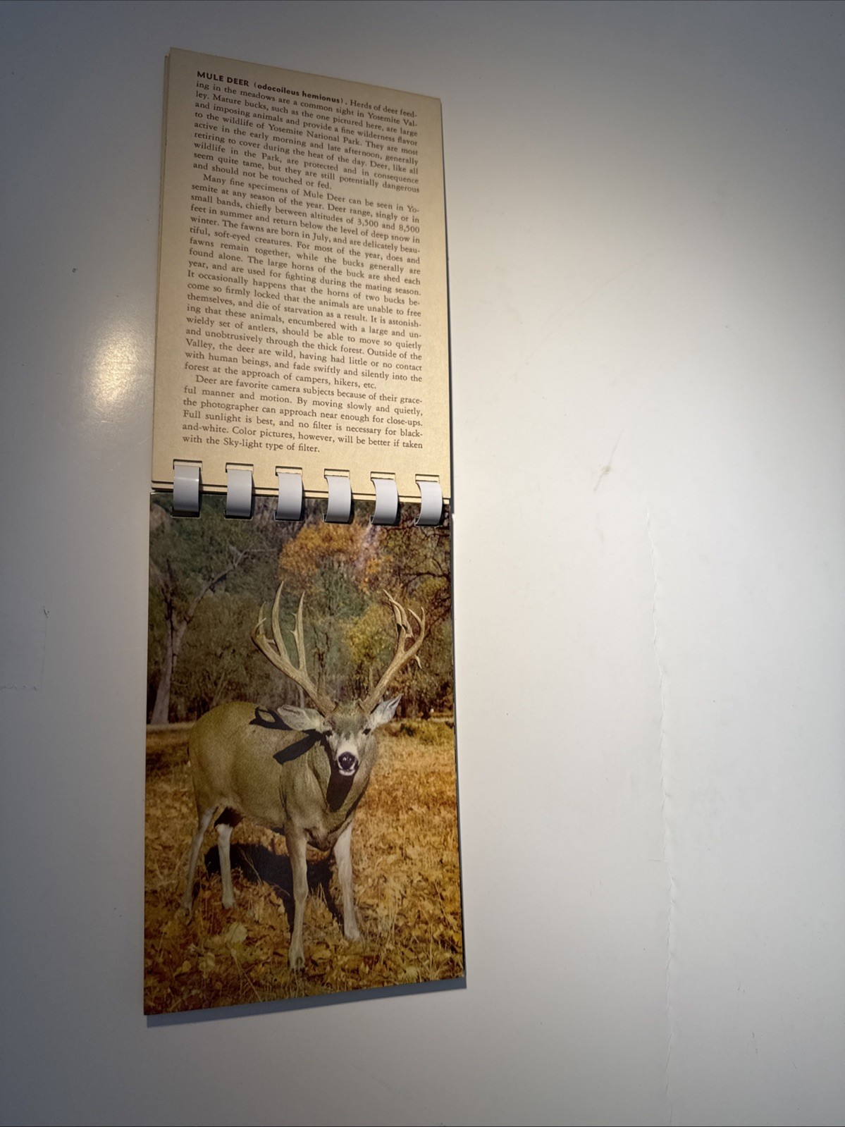 1955 Yosemite Picture And Photo Guide Spiral Bound 6″ x 3.5″ Souvenir Book