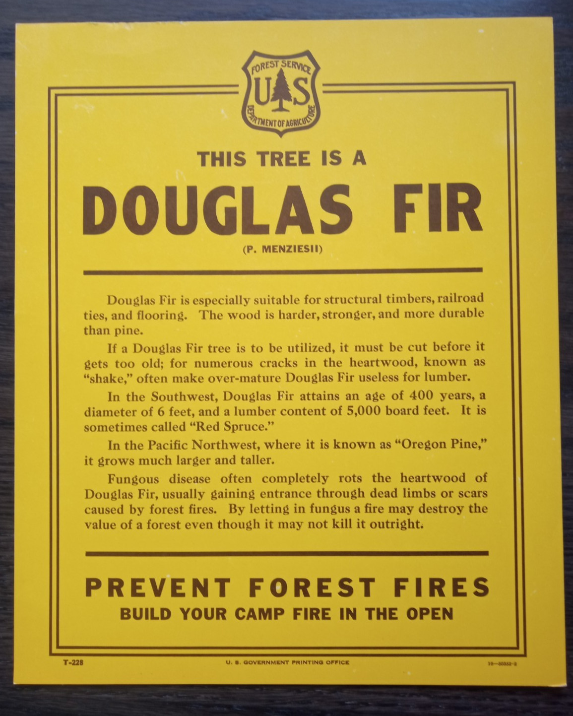 Vintage National Forest Service Paper Sign. “Douglas Fir” Tree Identification