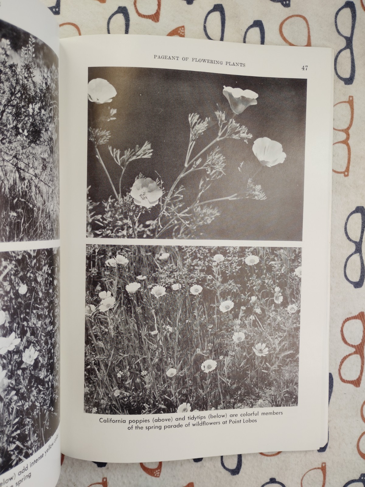 Point Lobos Reserve State Park 1954 Booklet PB CA Division of Beaches & Parks
