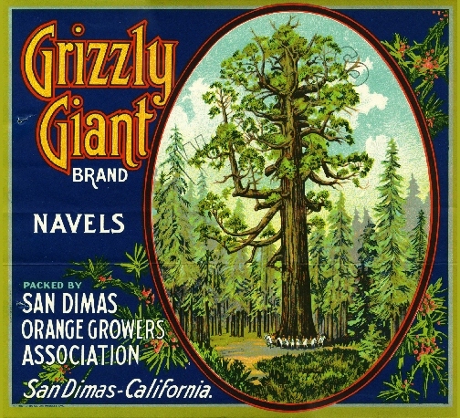 San Dimas Grizzly Giant Yosemite Orange Citrus Fruit Crate Label Art Print