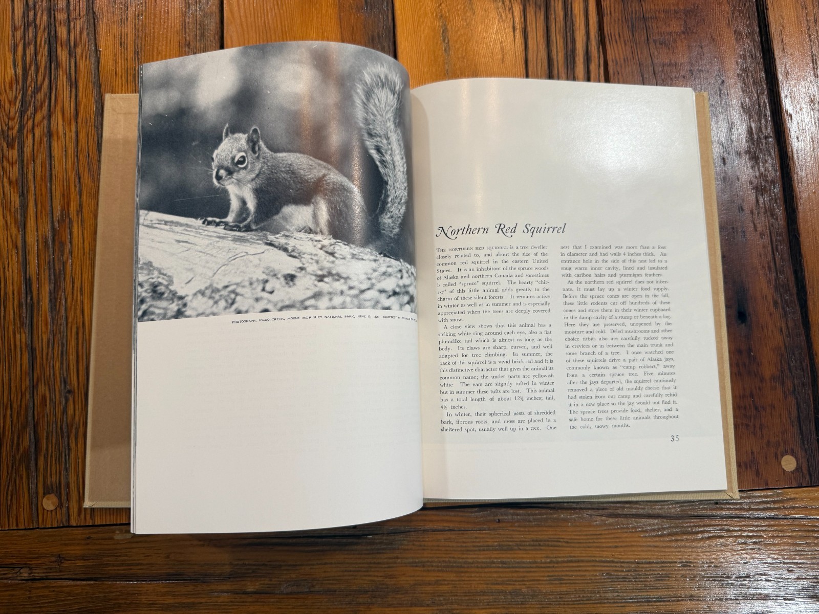 1957 Wildlife Portfolio of Western National Parks by Joseph Dixon | Animal Photo