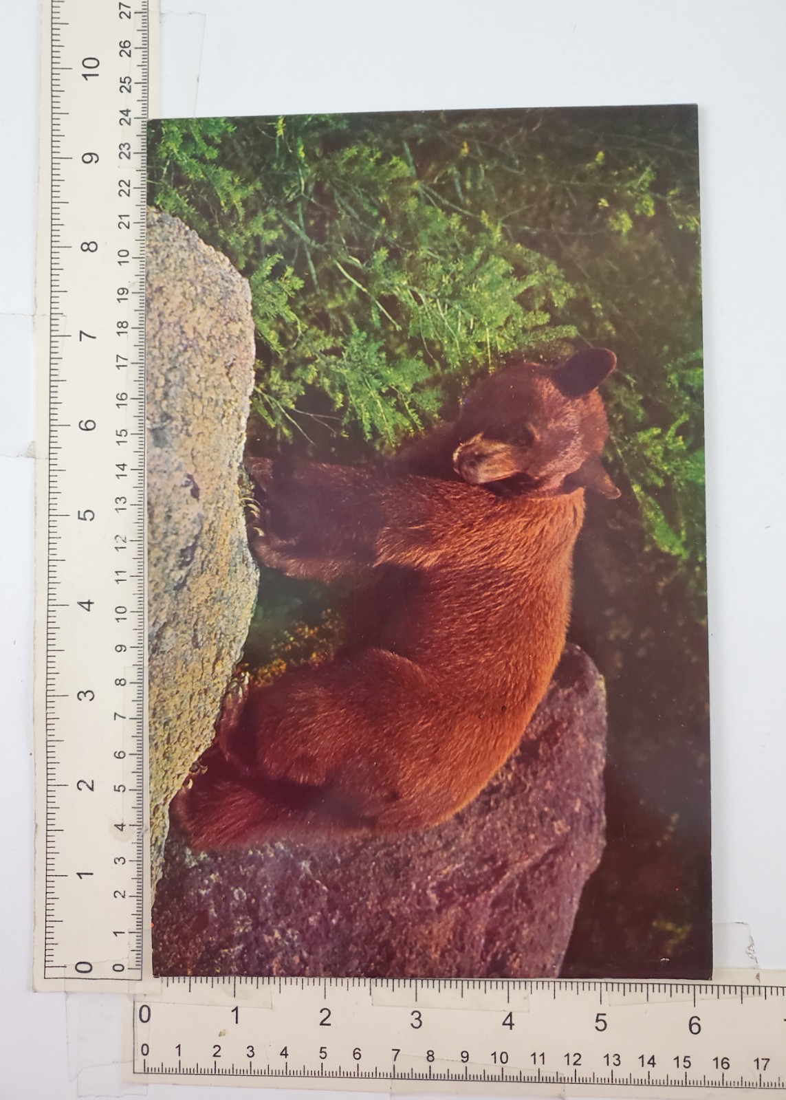 1960s Wyoming WY Yellowstone National Park Vintage Photo Travel Booklet Tourist
