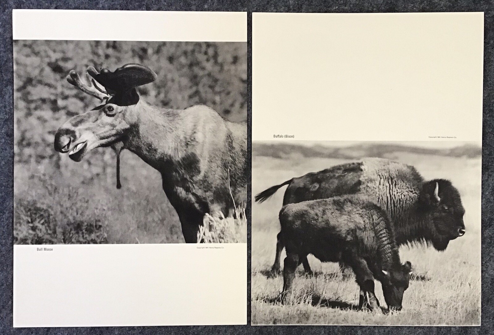1951 Photographer Franz Lipp Yellowstone Natl Park 12 Image Portfolio 10×13.75”