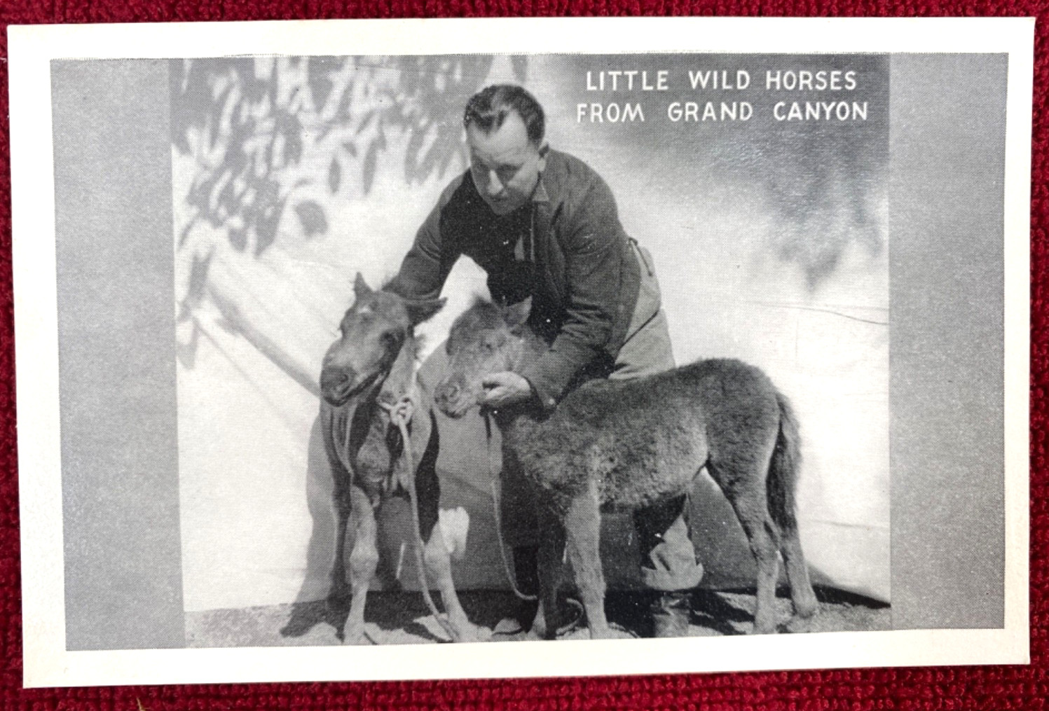 1940s GRAND CANYON MIDGET HORSES vintage booklet & 6 postcards ERNEST W. RITTER