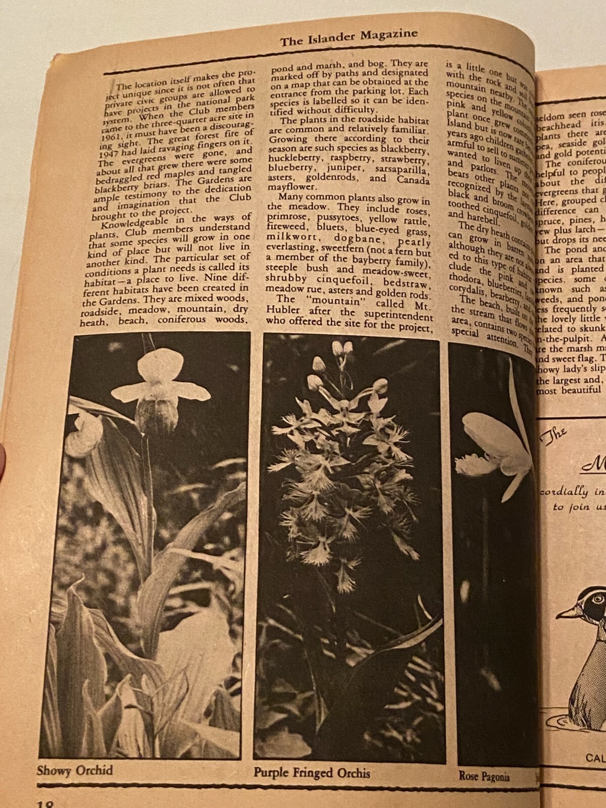 August 1981 Acadia National Park The Islander Magazine August