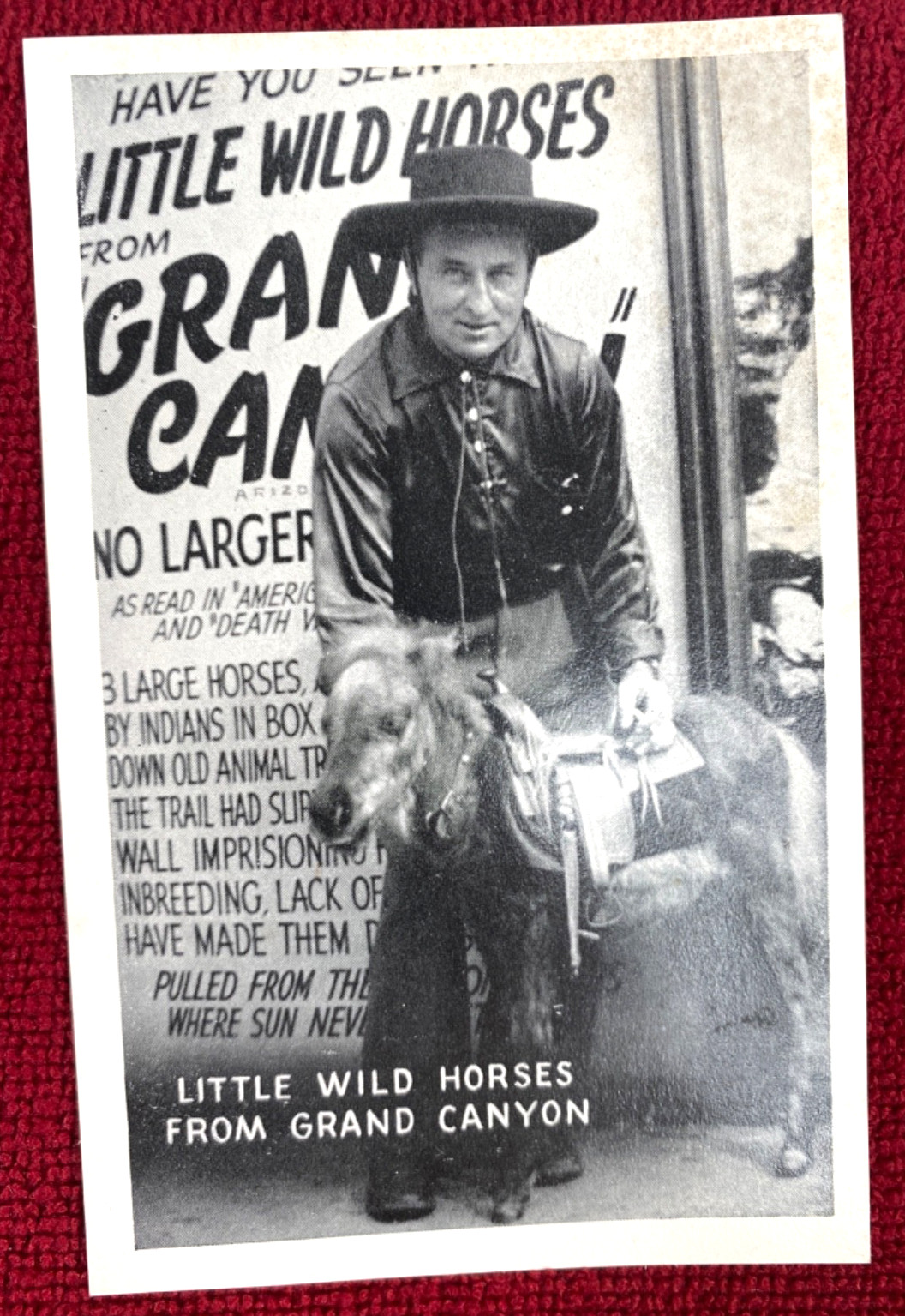 1940s GRAND CANYON MIDGET HORSES vintage booklet & 6 postcards ERNEST W. RITTER