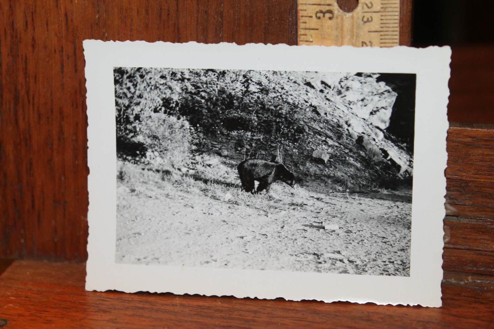 Vintage 1943 Photo Black Bear Smoky Mountains National Park Tennessee Snapshot