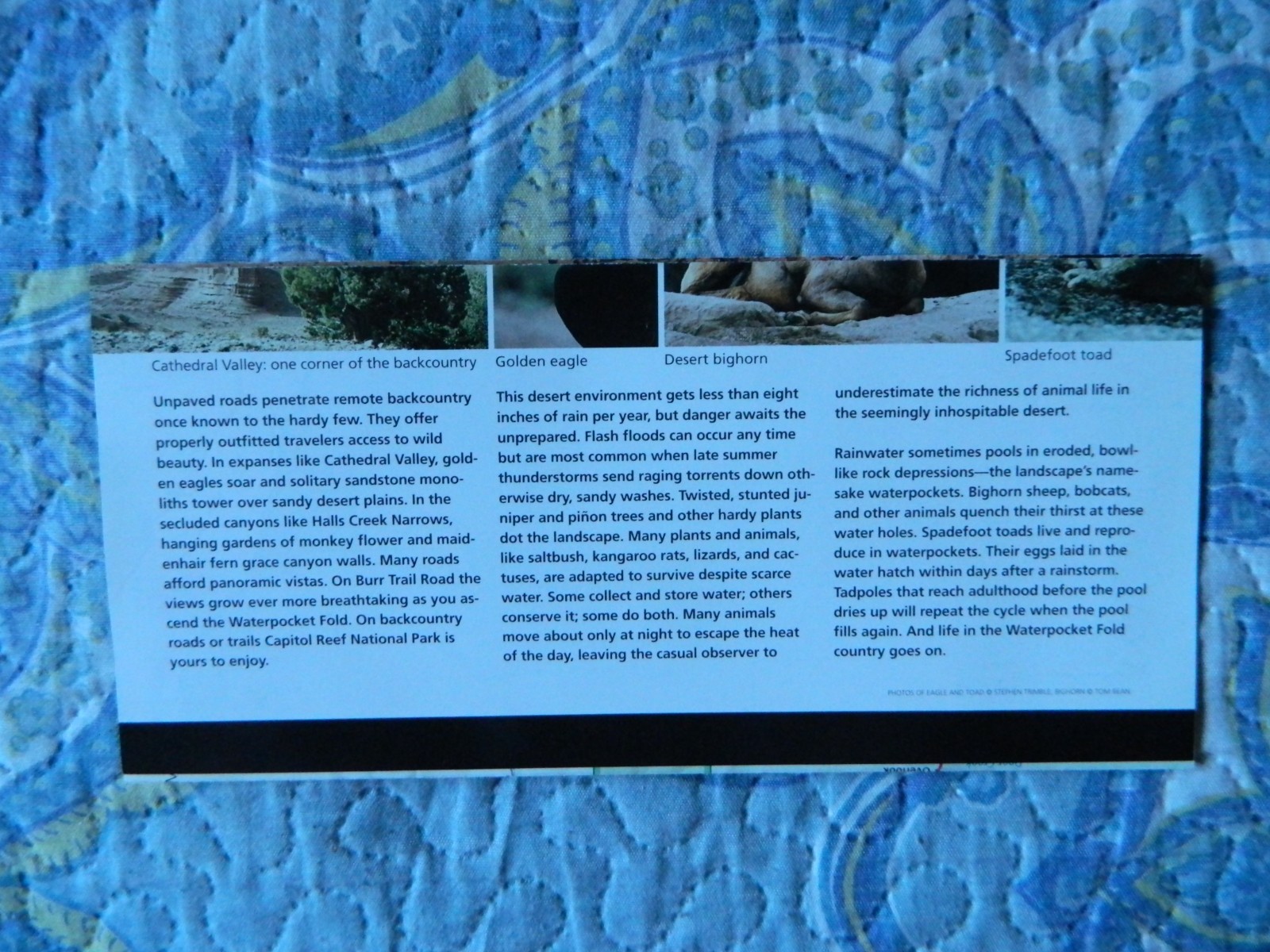 Canyonlands & Capitol Reef National Park Guide Maps