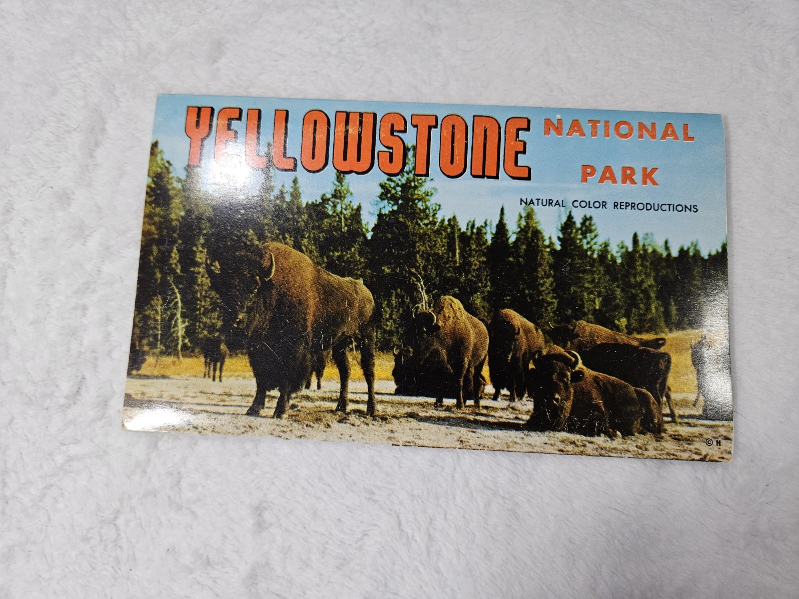 YELLOWSTONE NATIONAL PARK 1957 “PICTURAMIC” Unused Post Card With Photos