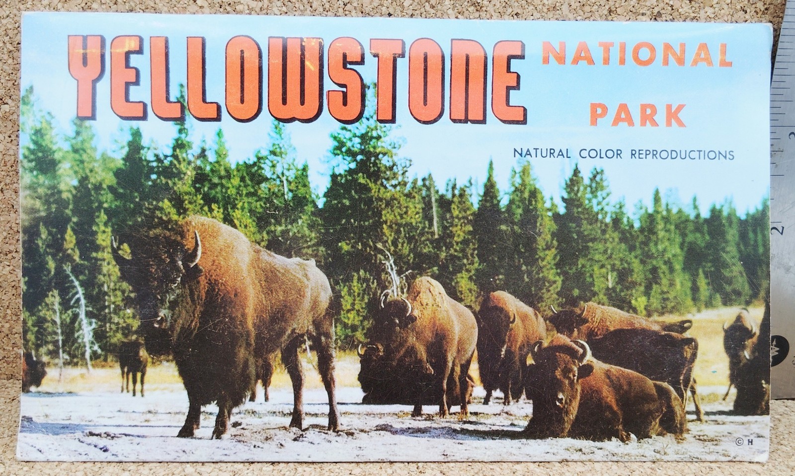 Yellowstone National Park Vintage Foldout Folder Natural Color Reproduction 1957
