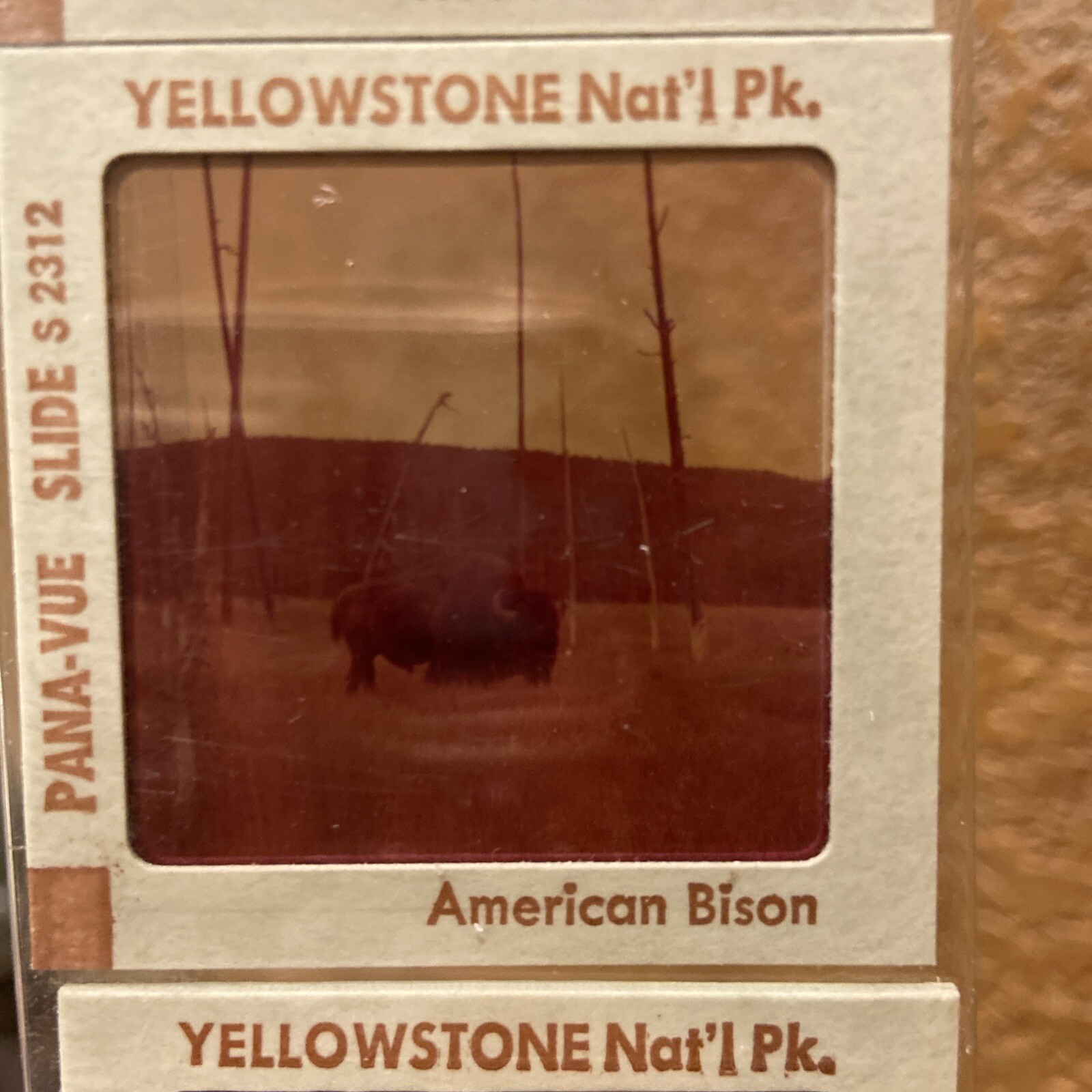 Vintage Pana Vue Slides – Yellowstone Animals