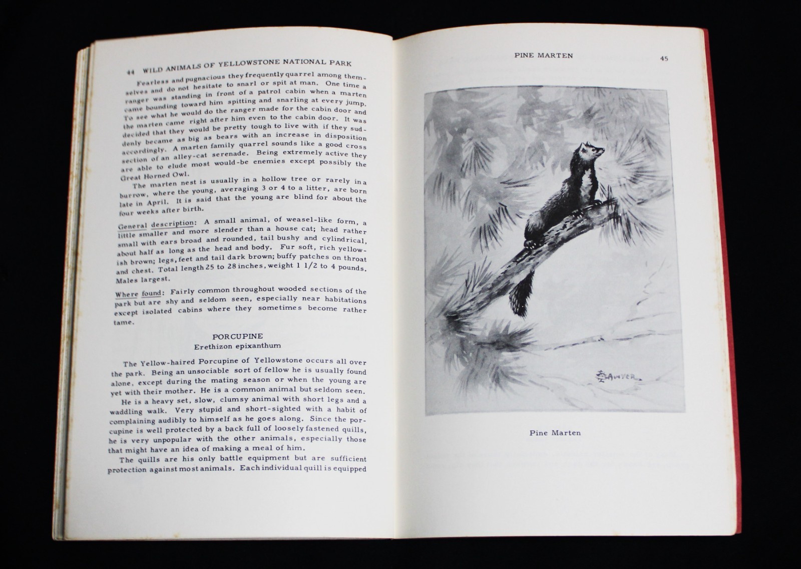 WILD ANIMALS OF YELLOWSTONE NATIONAL PARK BOOKLET BY HAROLD J. BRODRICK 1959