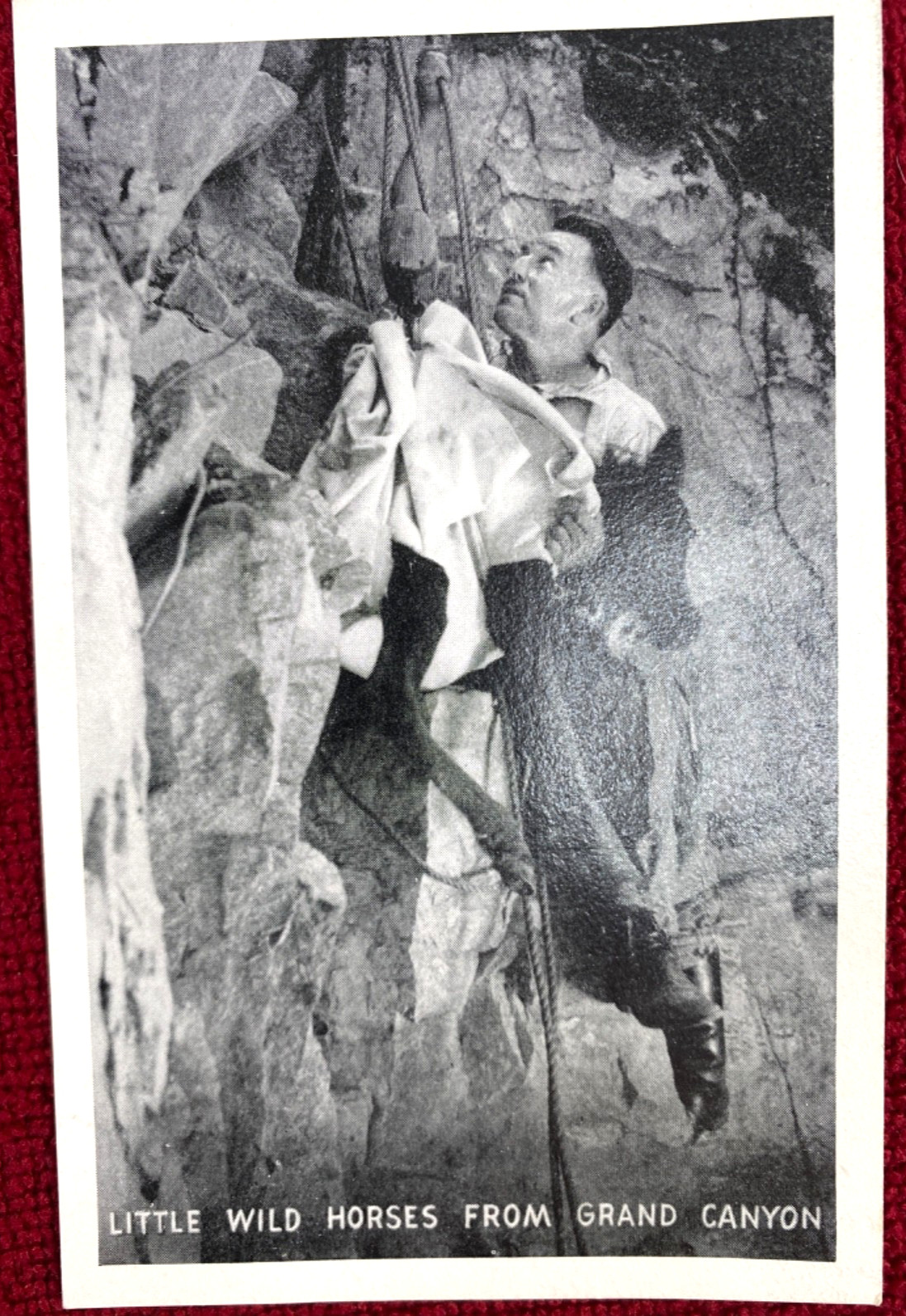 1940s GRAND CANYON MIDGET HORSES vintage booklet & 6 postcards ERNEST W. RITTER