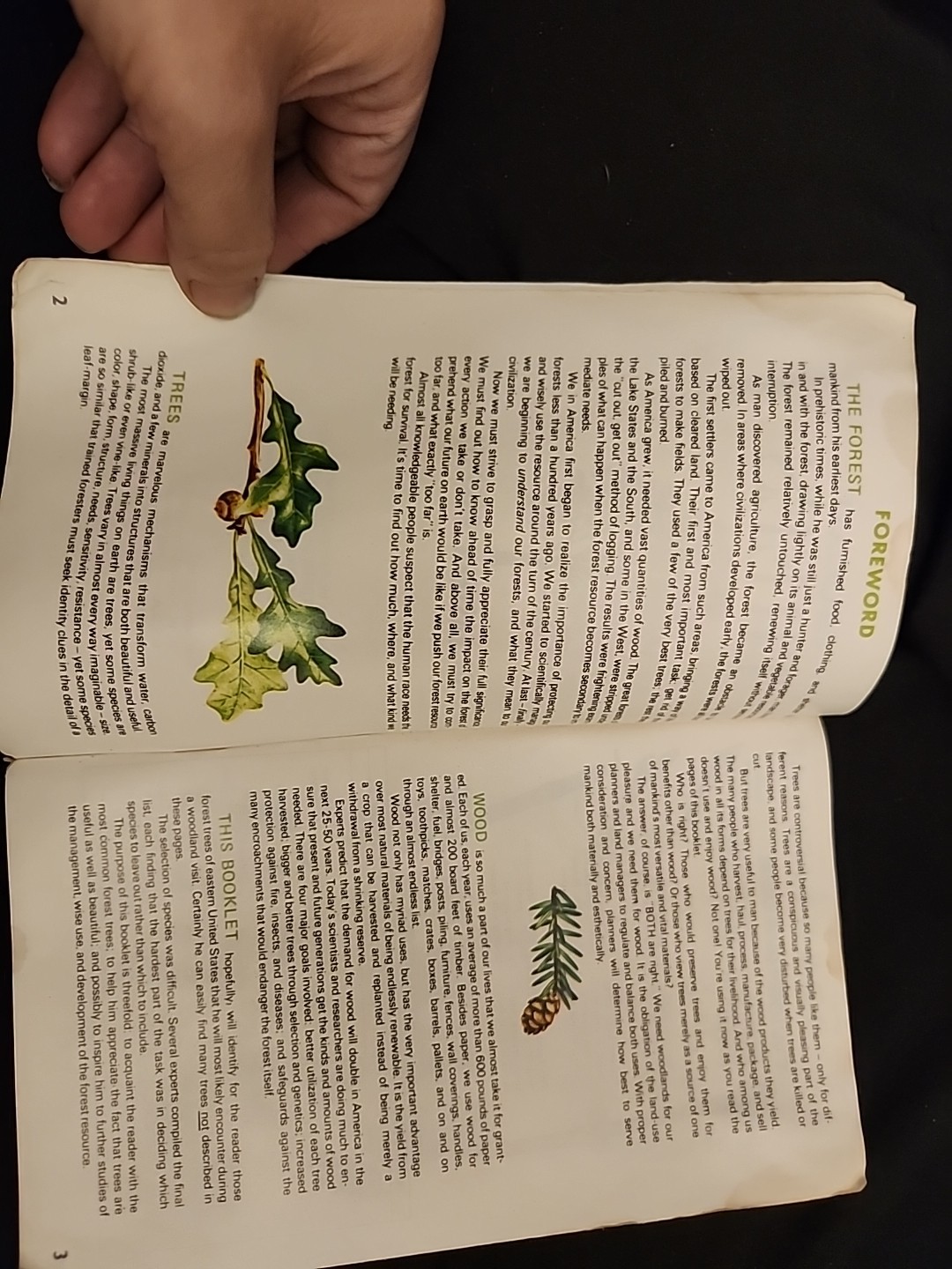 1968 Important Eastern Forest Trees Vintage Identification Book Agriculture Dept