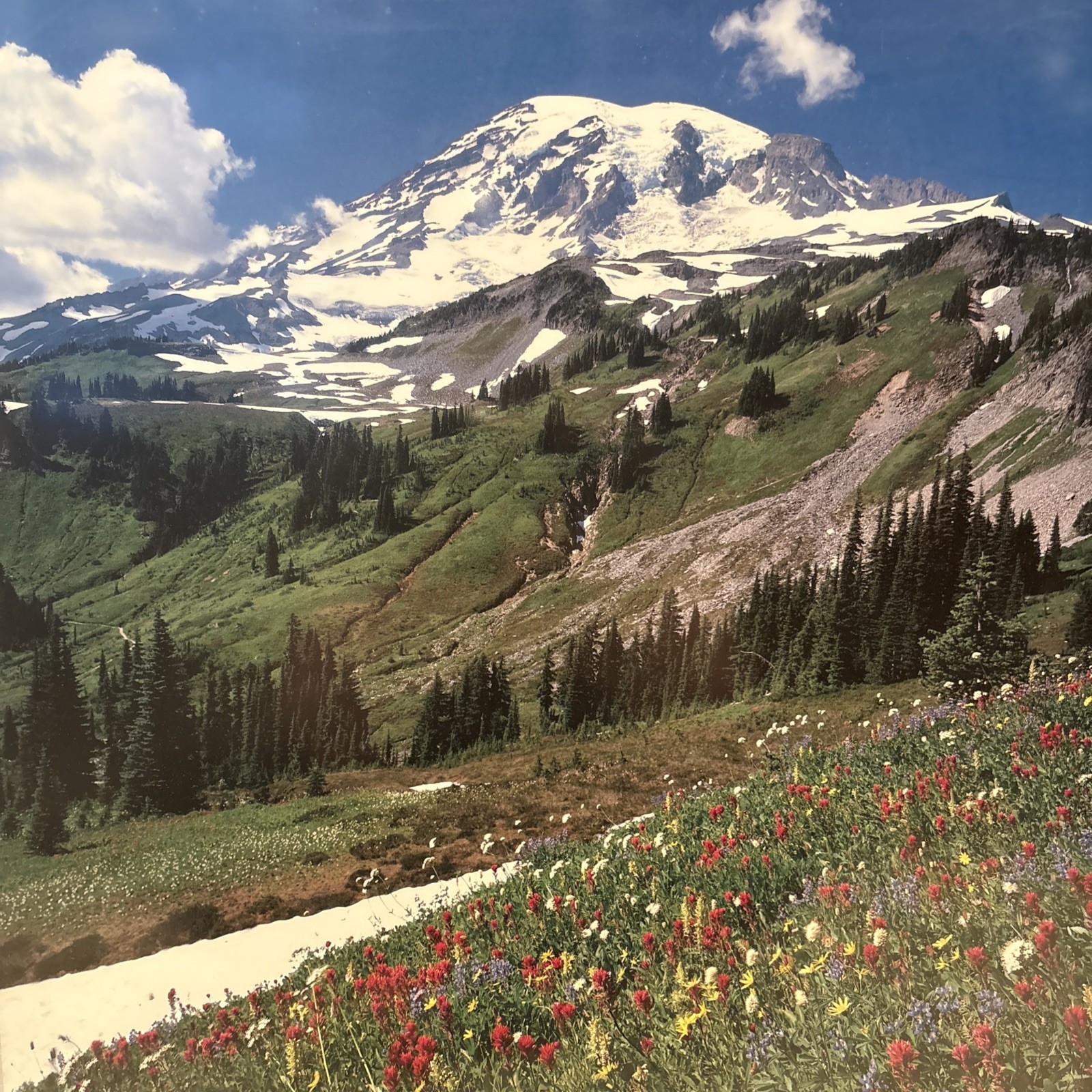 Mount Rainier National Park Framed Art Print Washington (24.5 x 18.5 Inches)