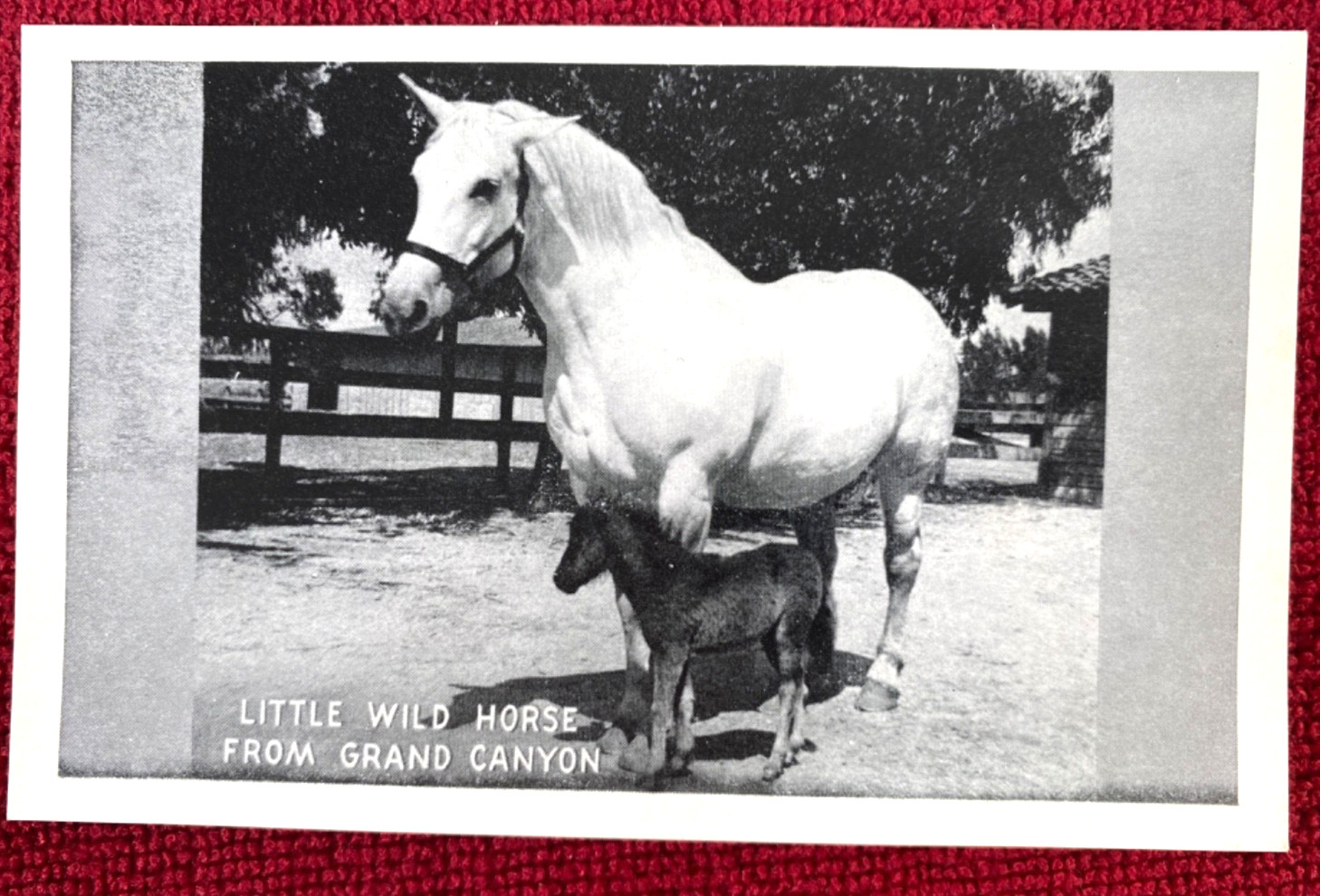 1940s GRAND CANYON MIDGET HORSES vintage booklet & 6 postcards ERNEST W. RITTER