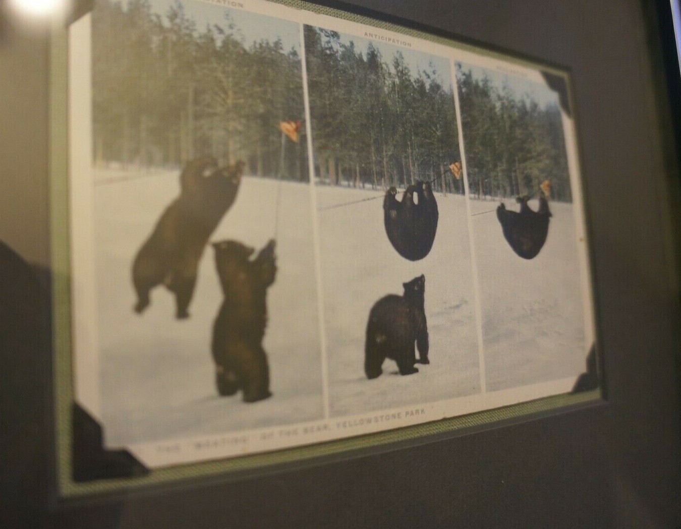 BEARS COOPERATING & USE TOOL Vintage RPPC Photo YELLOWSTONE NATIONAL PARK Frame!