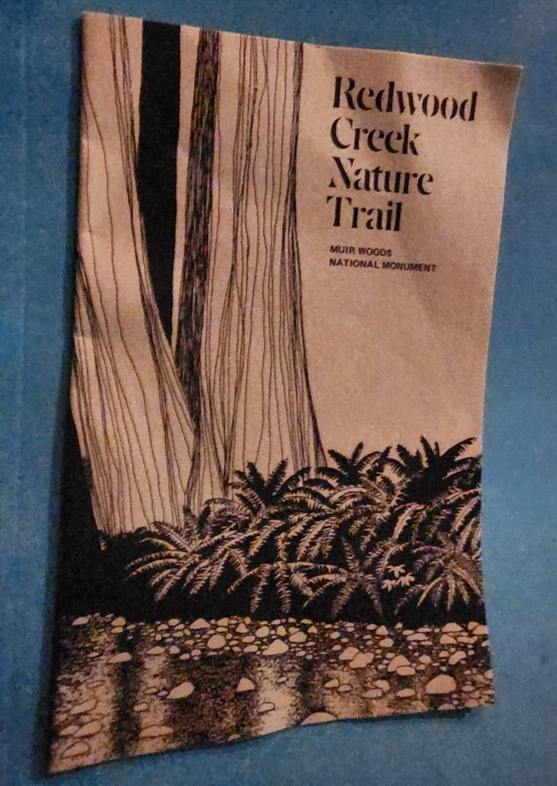 MUIR WOODS NATIONAL MONUMENT CA 5.5x 8.5 From Visit to Redwoods bought in 1983