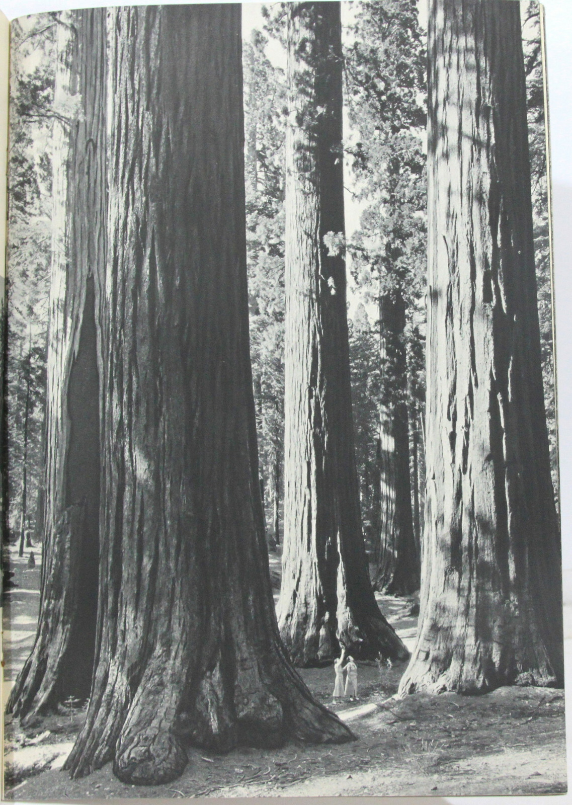 The Four Seasons in Yosemite National Park * A Photographic Story Ansel Adams 19