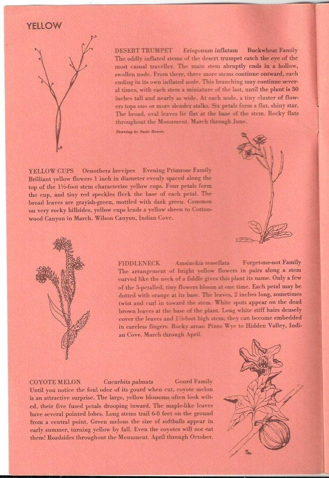 Vintage 1975 POLLEN ON YOUR NOSE, Wildflowers of JOSHUA TREE NATIONAL MONUMENT