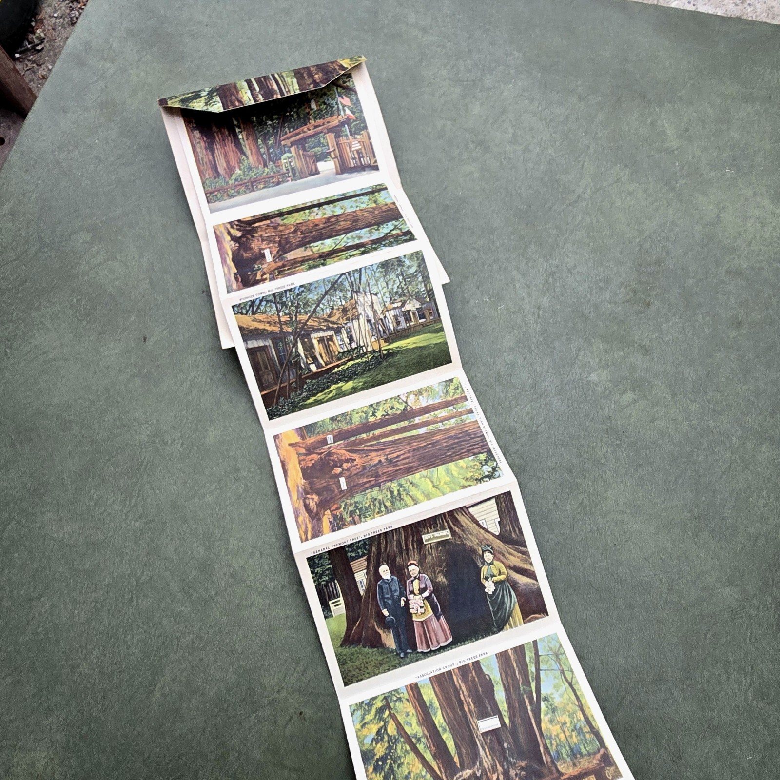 Vintage California Big Trees Park Souvenir Postcard Folder 18 Images