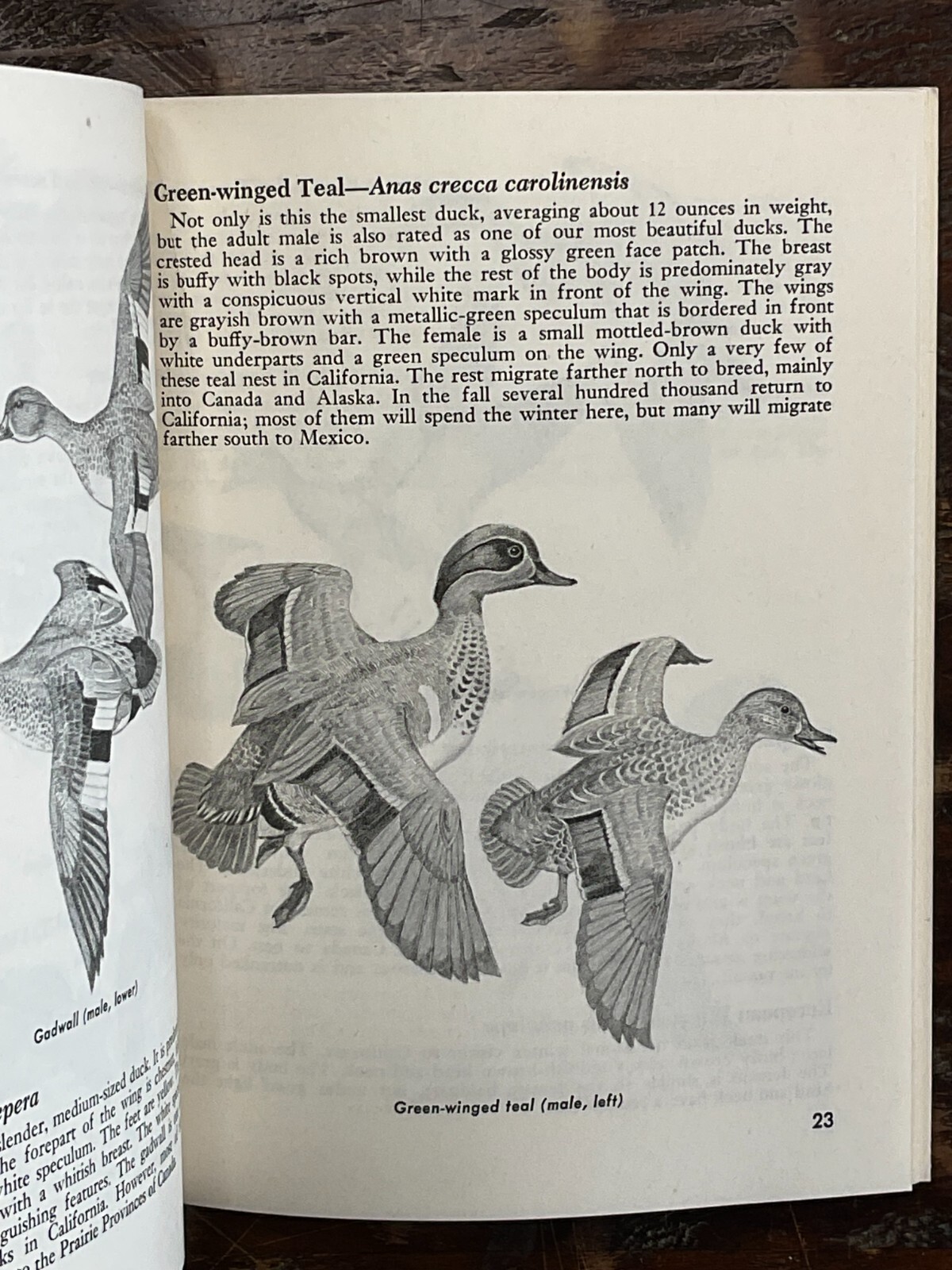 1970s Big Game-Waterfowl-Furbearers Pamphlets-California Dept of Fish & Game-4