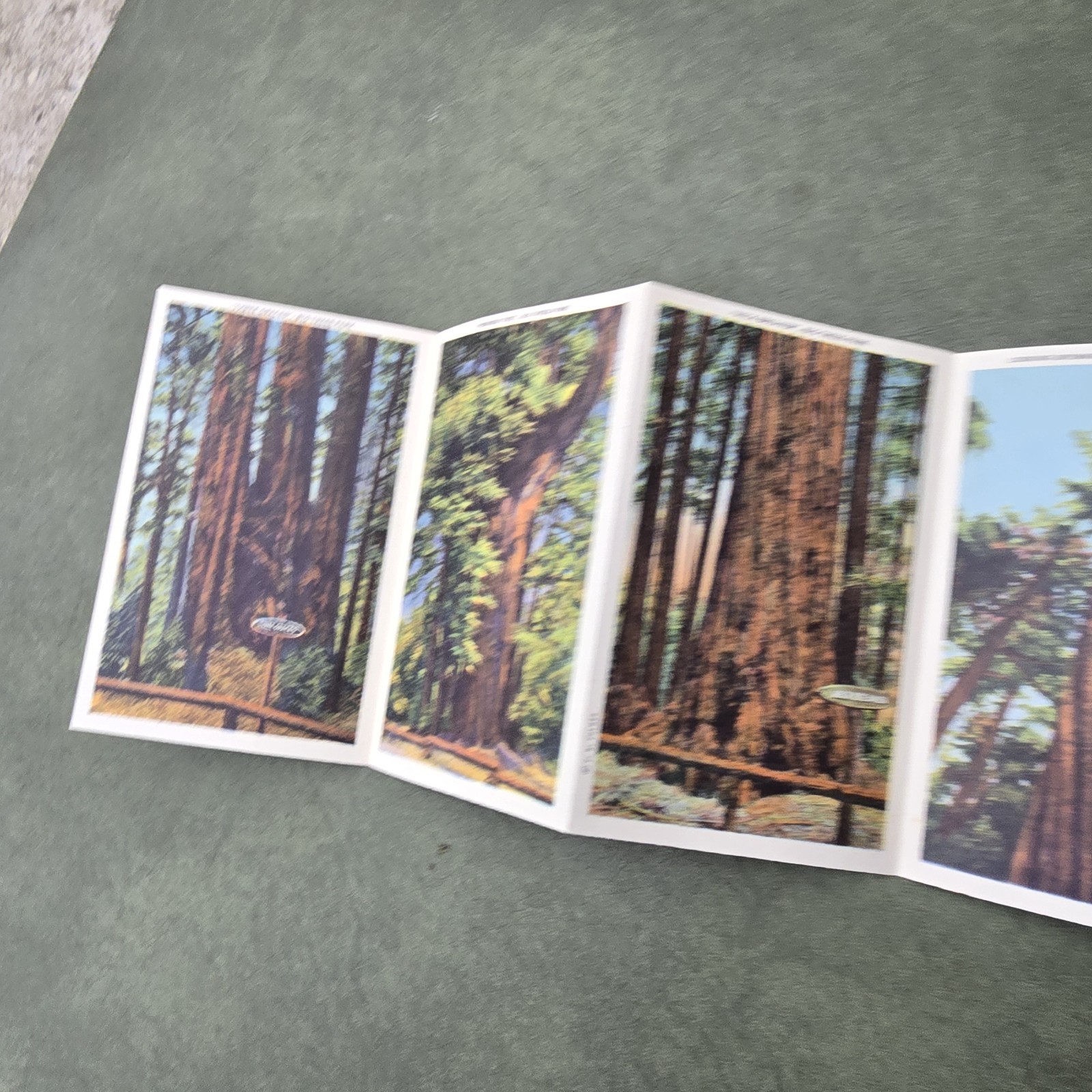 Vintage California Big Trees Park Souvenir Postcard Folder 18 Images