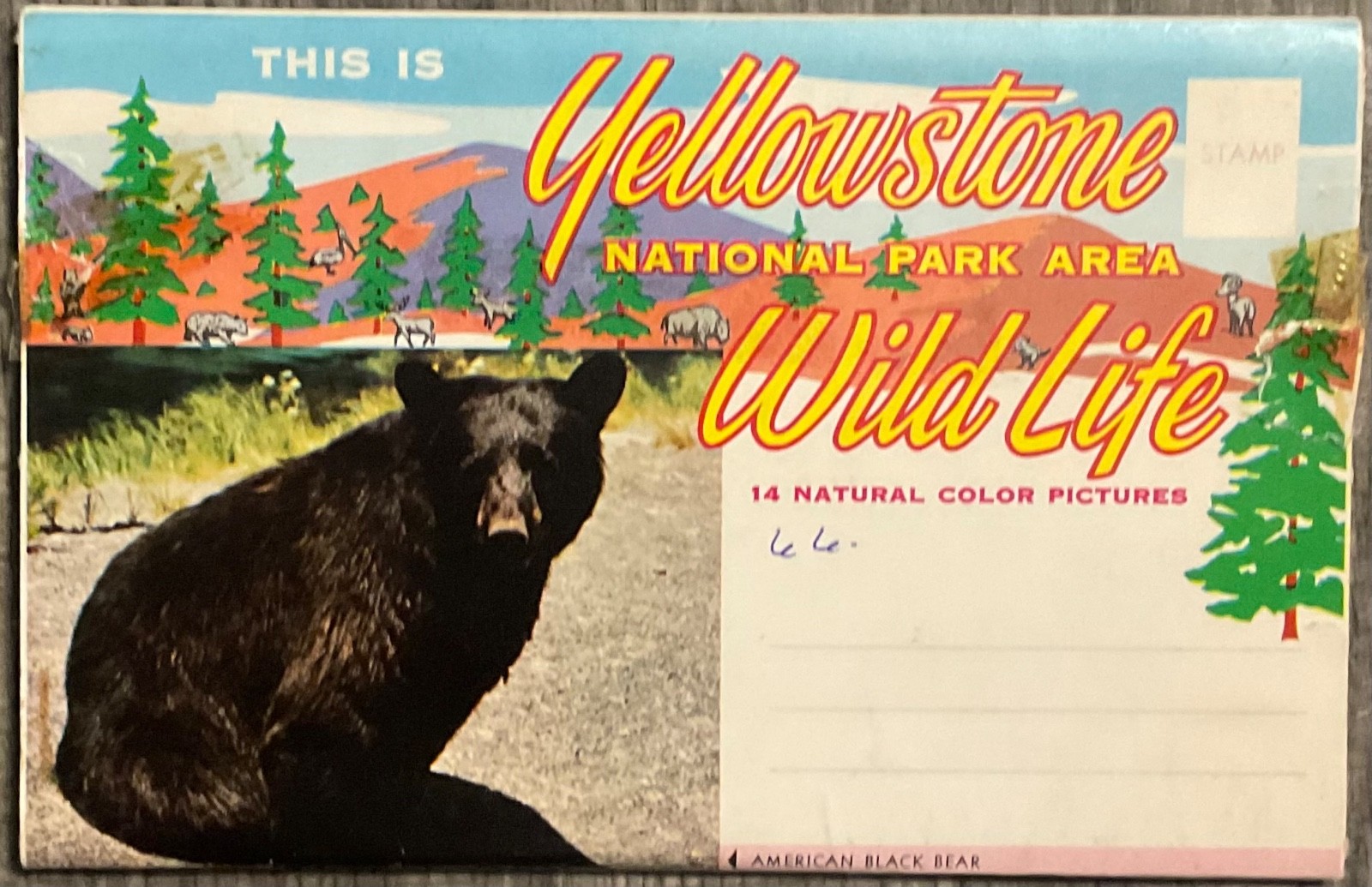 Yellowstone National Park Wild Life in Full Color Vintage set photos