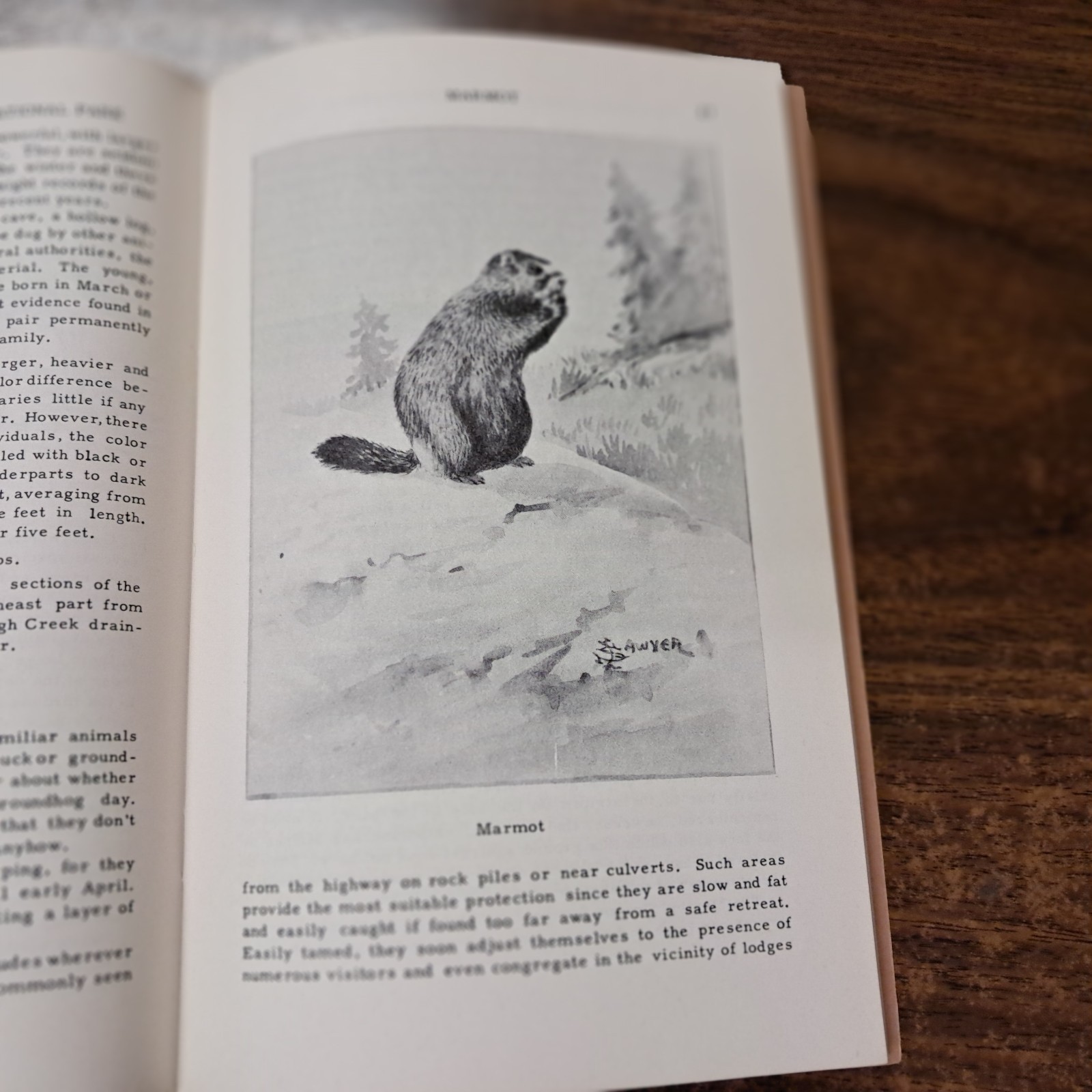 1954 Wild Animals Of Yellowstone National Park From Library Of Dorothy Hanson