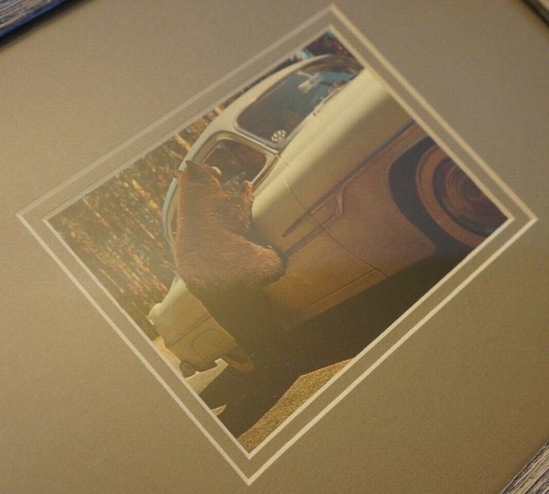 Vintage Mid-Century YELLOWSTONE NATIONAL PARK BEARS & CARS PHOTO RPPC Frame SEE