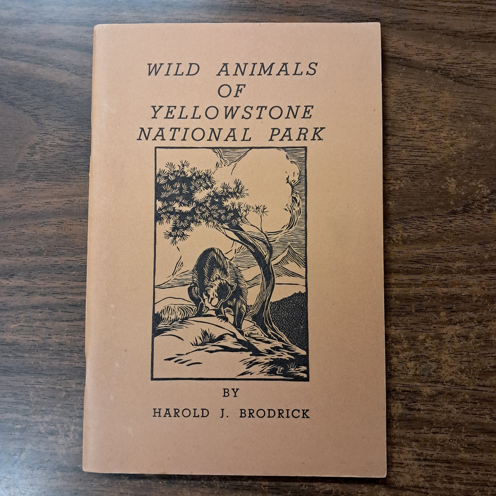 1954 Wild Animals Of Yellowstone National Park From Library Of Dorothy Hanson