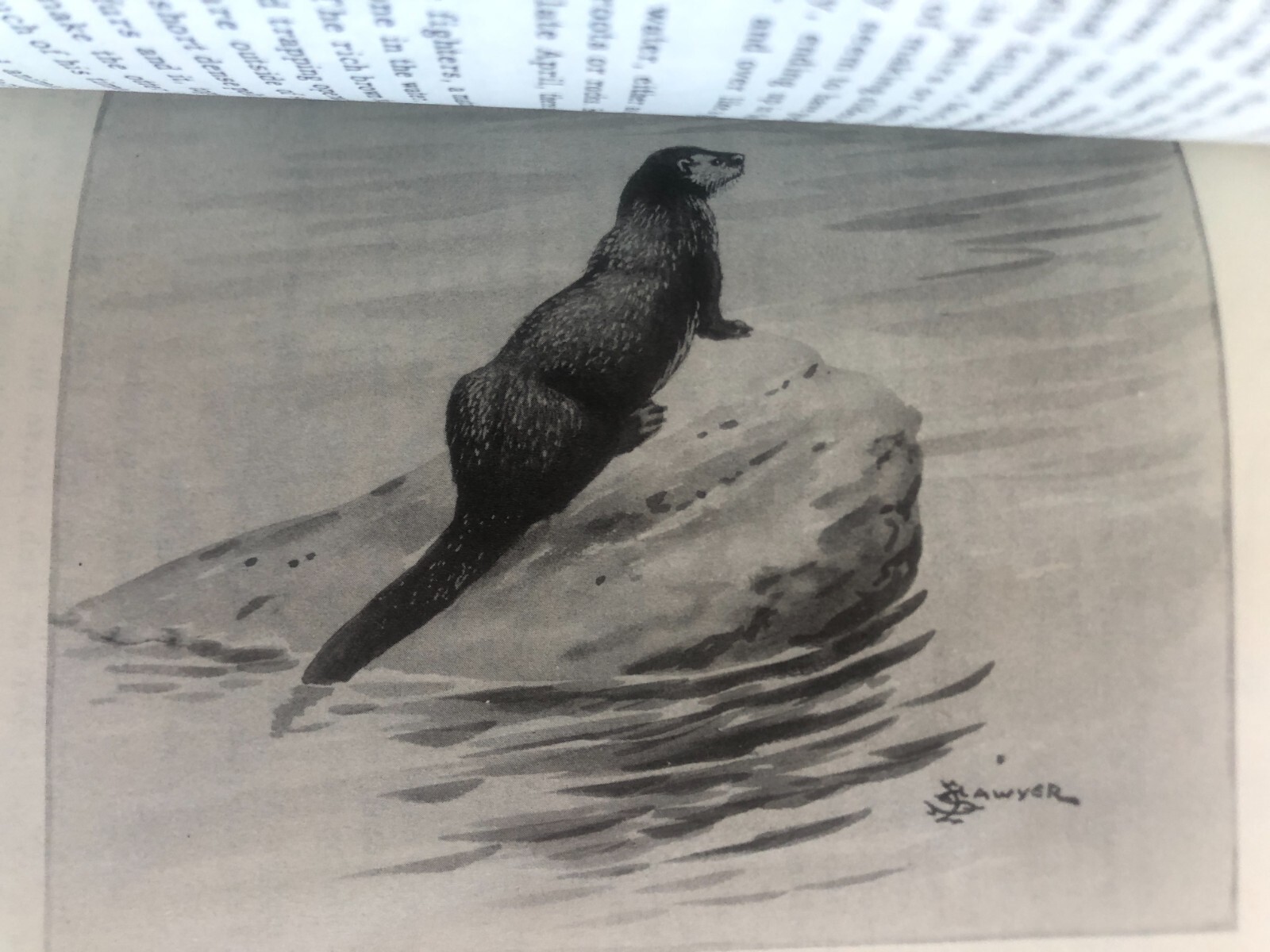 Wild Animals of Yellowstone National Park by Brodrick, Harold J. 1952