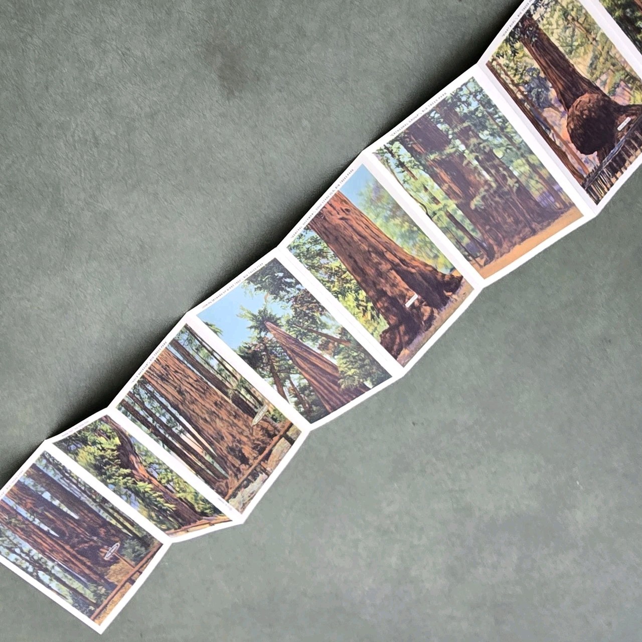 Vintage California Big Trees Park Souvenir Postcard Folder 18 Images