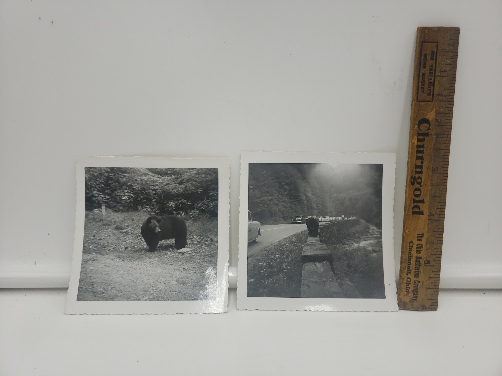 Vintage Black Bear Photos Great Smoky Mountains 1940s