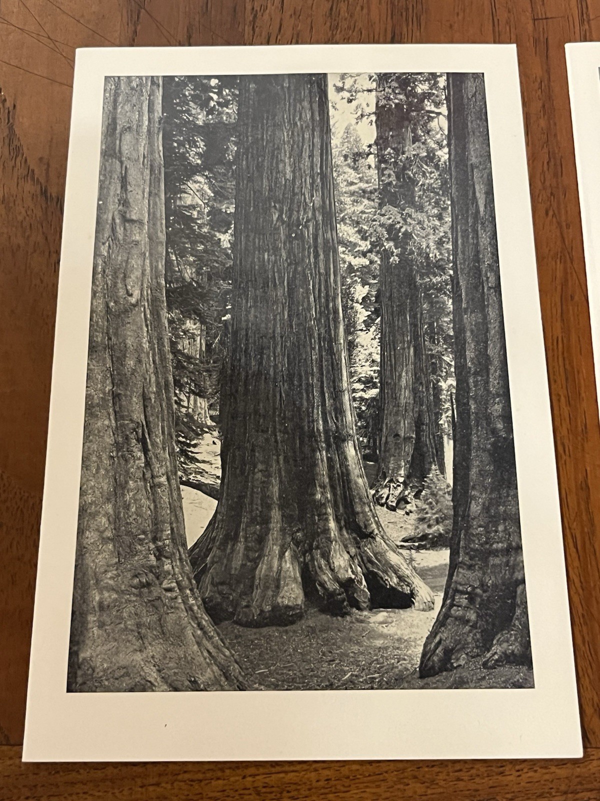 5 1955 YOSEMITE AHWAHNEE Hotel Menus Ansel Adams photo Covers original EX+
