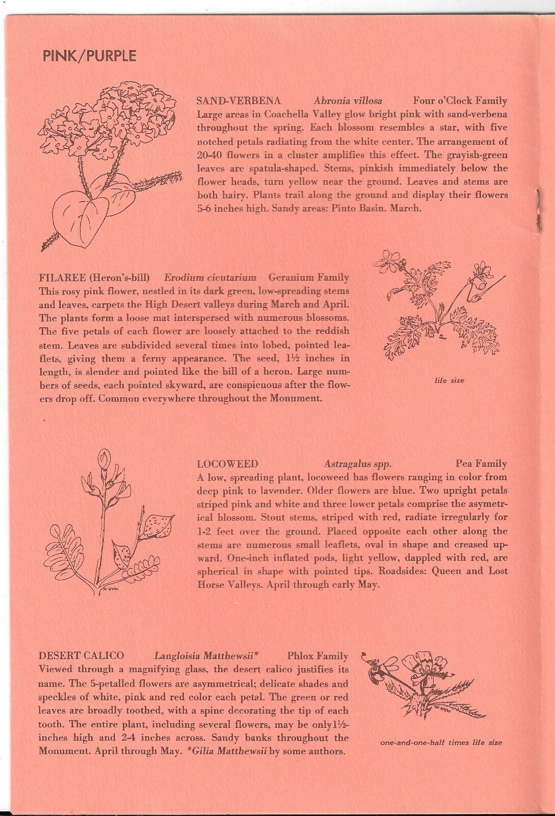 Vintage 1975 POLLEN ON YOUR NOSE, Wildflowers of JOSHUA TREE NATIONAL MONUMENT