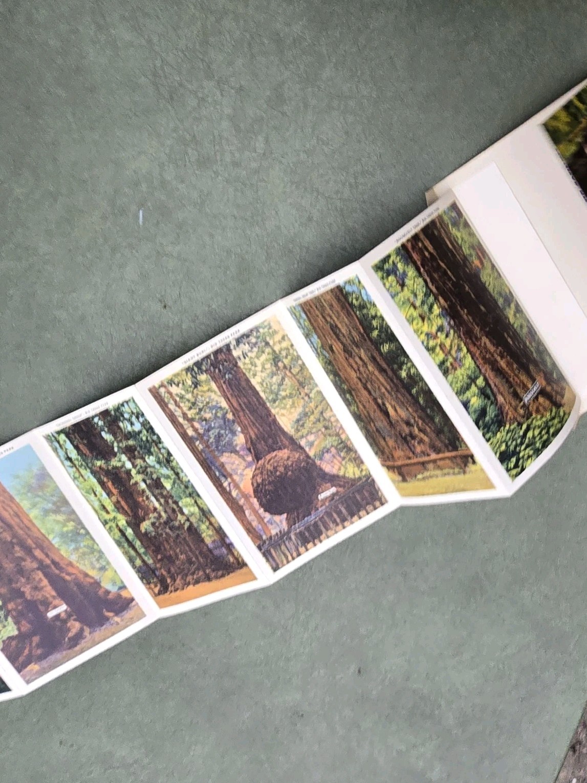 Vintage California Big Trees Park Souvenir Postcard Folder 18 Images