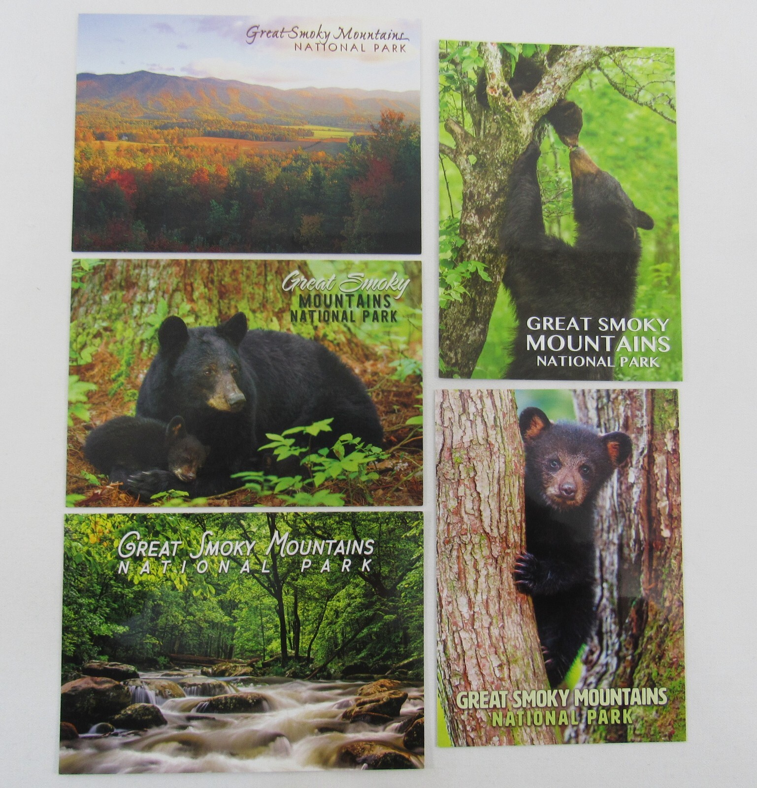 5 Postcard Great Smoky Mountains National Park Black Bear Postcard