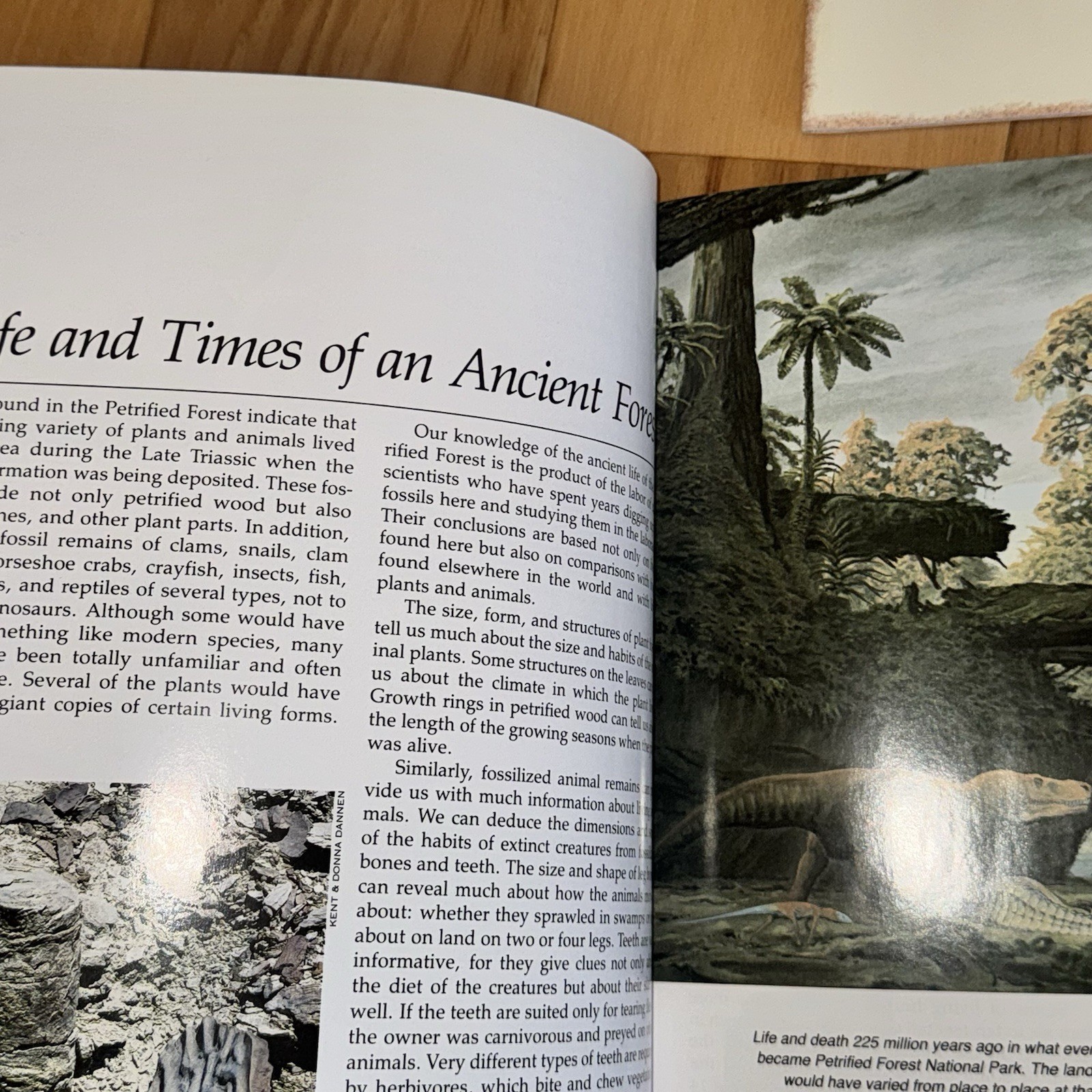 4 National Park Books – Mesa Verde, Arches, Petrified Forest, Natural Bridges