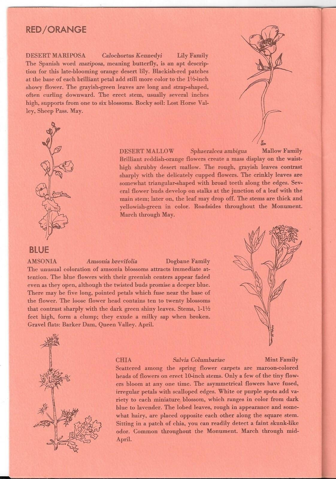 Vintage 1975 POLLEN ON YOUR NOSE, Wildflowers of JOSHUA TREE NATIONAL MONUMENT