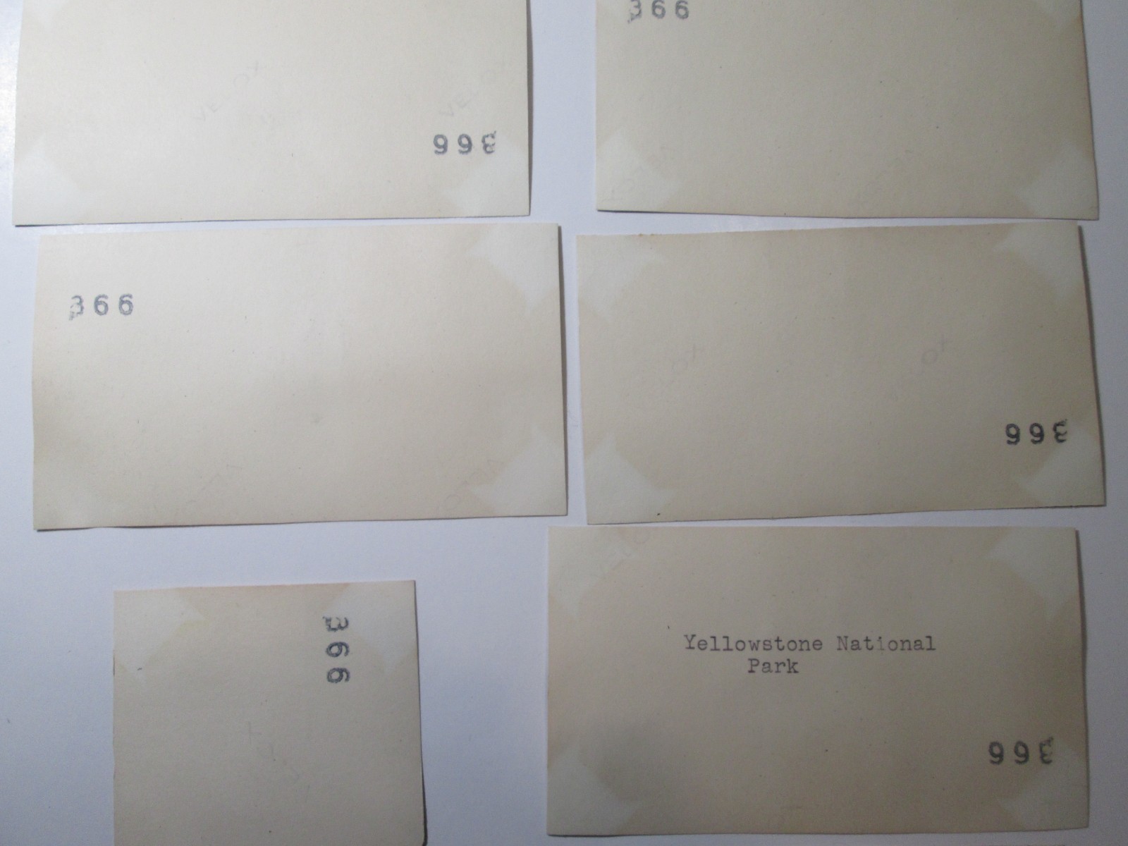 Vintage 1946 Original Wyoming Yellowstone Park Photos Lot Geysers Grizzly Bear