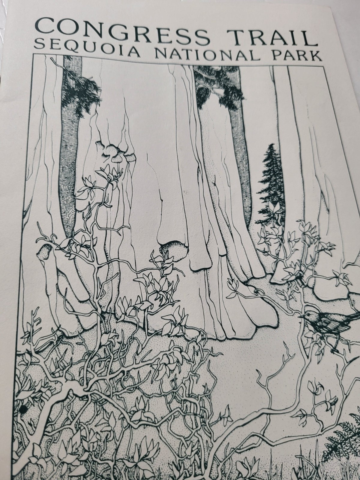 Congress Trail Sequoia National Park Pamphlet 1997 Revision