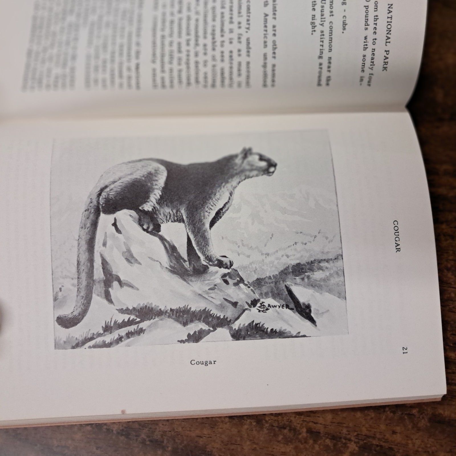 1954 Wild Animals Of Yellowstone National Park From Library Of Dorothy Hanson